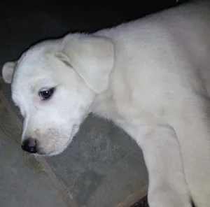 Cachorro raça vira lata idade Abaixo de 2 meses nome Branquinho