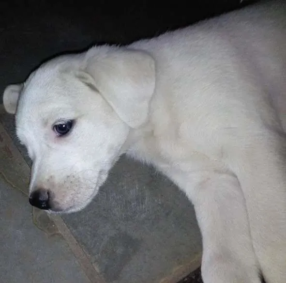 Cachorro ra a vira lata idade Abaixo de 2 meses nome Branquinho