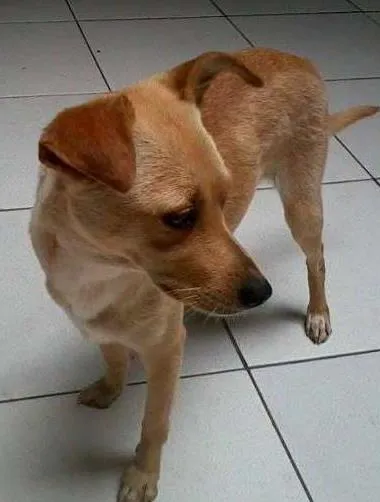 Cachorro ra a SRD idade 2 anos nome Kika