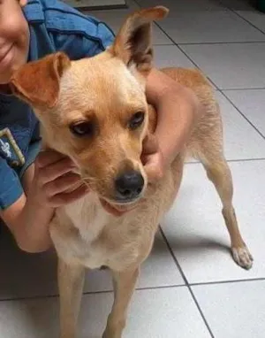 Cachorro raça SRD idade 2 anos nome Kika