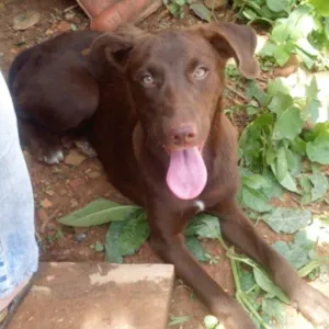 Cachorro raça SRD idade 2 a 6 meses nome Amora