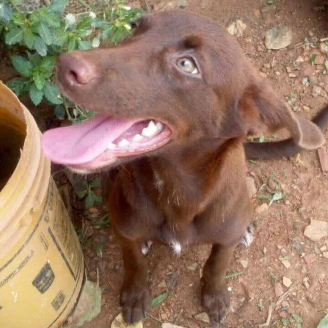 Cachorro raça SRD idade 2 a 6 meses nome Amora