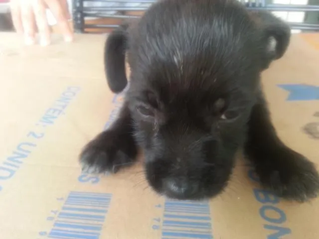 Cachorro ra a indefinida idade  nome sem nomes