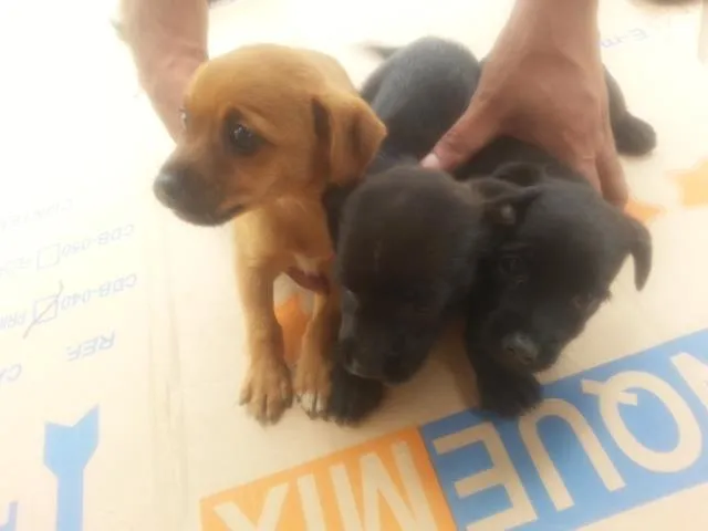 Cachorro ra a indefinida idade  nome sem nomes