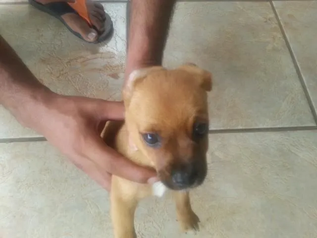Cachorro ra a indefinida idade  nome sem nomes