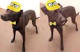 Lindo Cão
