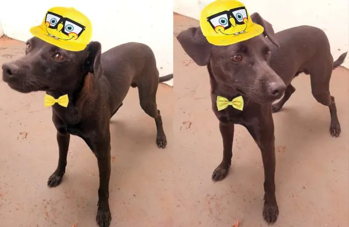 Cachorro ra a SRD idade  nome Lindo Cão