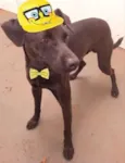 Lindo Cão