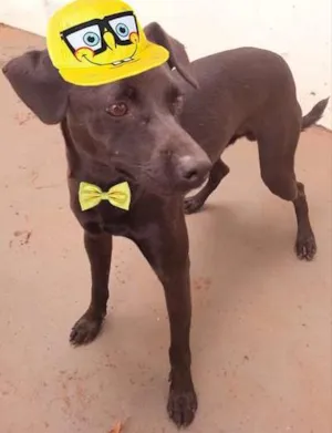 Cachorro raça SRD idade  nome Lindo Cão