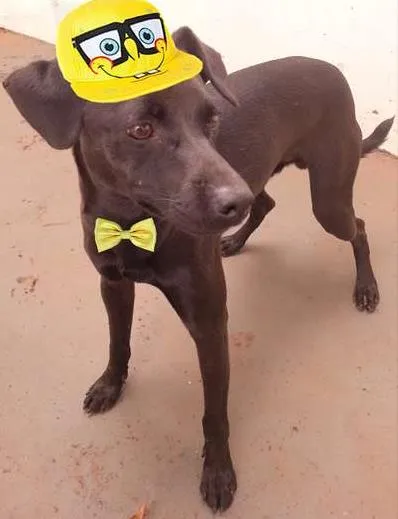 Cachorro ra a SRD idade  nome Lindo Cão