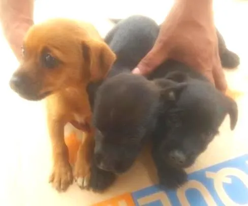 Cachorro ra a indefinida idade  nome sem nomes