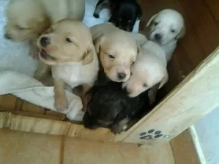 Cachorro ra a sem  definição idade 2 a 6 meses nome vários