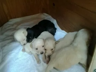Cachorro ra a sem  definição idade 2 a 6 meses nome vários