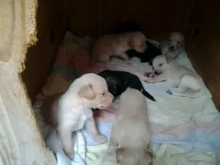 Cachorro ra a sem  definição idade 2 a 6 meses nome vários