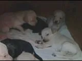 Cachorro ra a sem  definição idade 2 a 6 meses nome vários