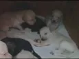 vários