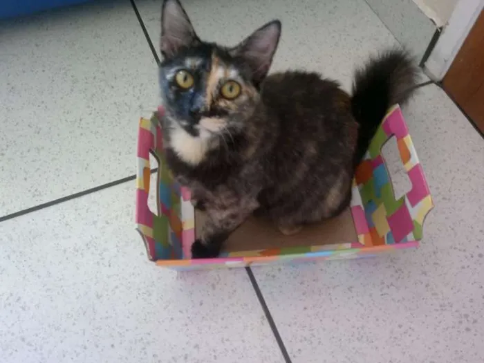 Gato raça SRD idade 1 ano nome Angelina