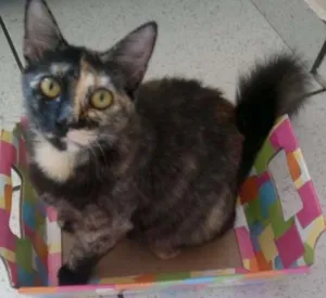 Gato raça SRD idade 1 ano nome Angelina