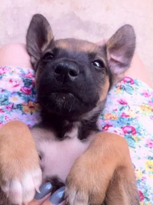 Cachorro raça vira lata idade Abaixo de 2 meses nome Não tem :(