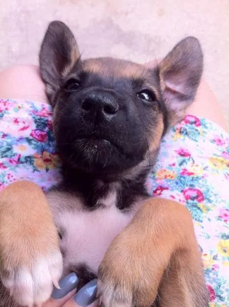 Cachorro ra a vira lata idade Abaixo de 2 meses nome Não tem :(