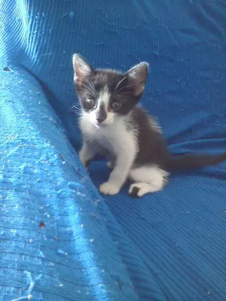 Gato raça srd idade Abaixo de 2 meses nome Sem nome