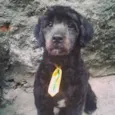 BILLY