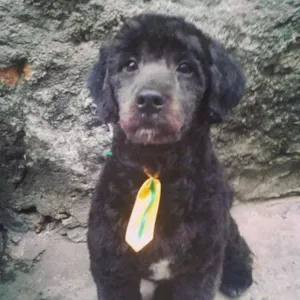 Cachorro raça Poodle COM LHASA idade 1 ano nome BILLY