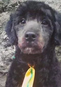 Cachorro ra a Poodle COM LHASA idade 1 ano nome BILLY