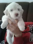 Rosinha