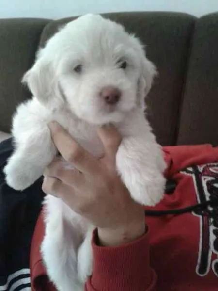 Cachorro ra a srd idade 2 a 6 meses nome Rosinha