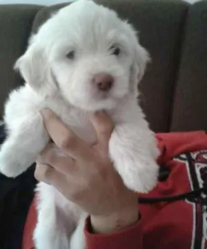 Cachorro raça srd idade 2 a 6 meses nome Rosinha