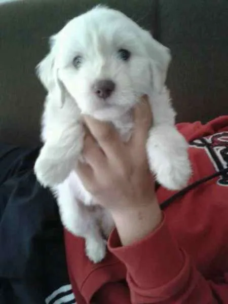 Cachorro ra a SRD idade 2 a 6 meses nome Margarida