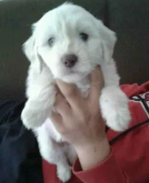 Cachorro raça SRD idade 2 a 6 meses nome Margarida