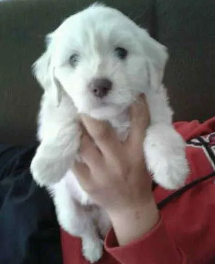 Cachorro ra a SRD idade 2 a 6 meses nome Margarida