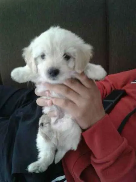 Cachorro ra a SRD idade 2 a 6 meses nome Flor