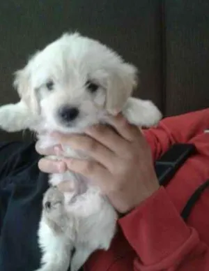 Cachorro raça SRD idade 2 a 6 meses nome Flor