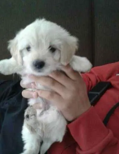 Cachorro ra a SRD idade 2 a 6 meses nome Flor