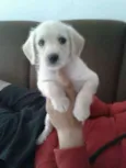 huguinho