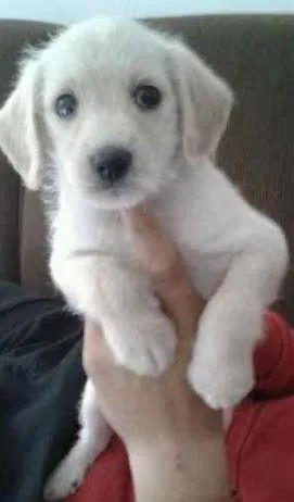 Cachorro ra a SRD idade 2 a 6 meses nome huguinho