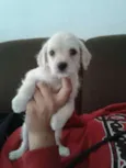 Zezinho