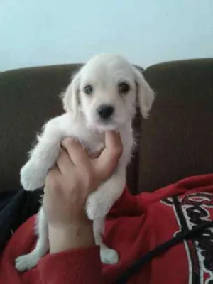 Cachorro raça SRD idade 2 a 6 meses nome Zezinho