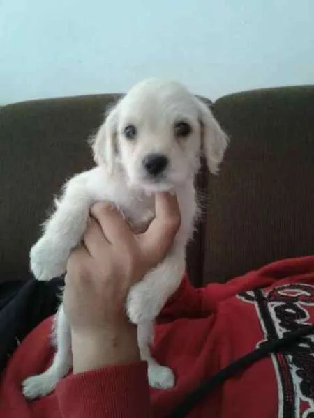 Cachorro ra a SRD idade 2 a 6 meses nome Zezinho