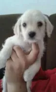 Zezinho