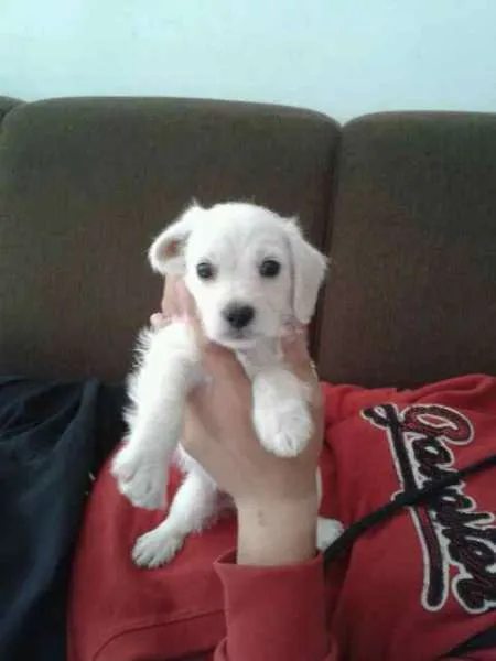 Cachorro ra a SRD idade 2 a 6 meses nome Luizinho