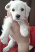 Luizinho