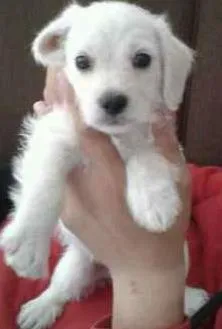 Cachorro raça SRD idade 2 a 6 meses nome Luizinho