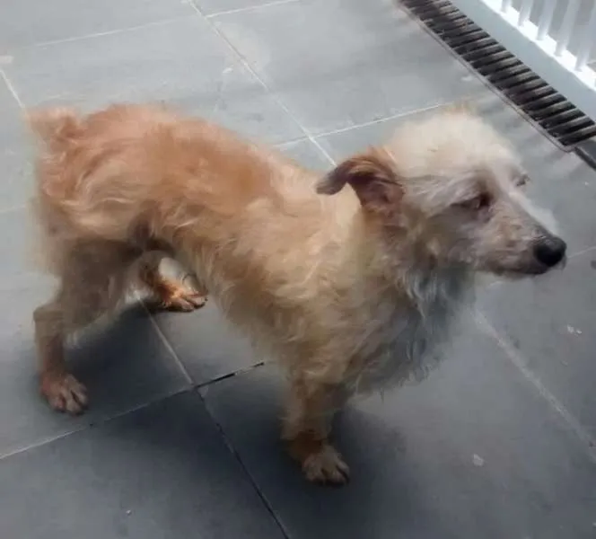 Cachorro ra a SRD idade  nome Não sei