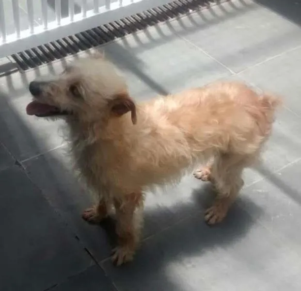 Cachorro ra a SRD idade  nome Não sei