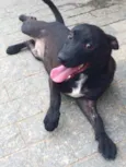 Elvis