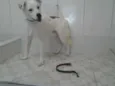 SUSPIRO